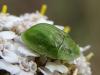 Cassida sp.